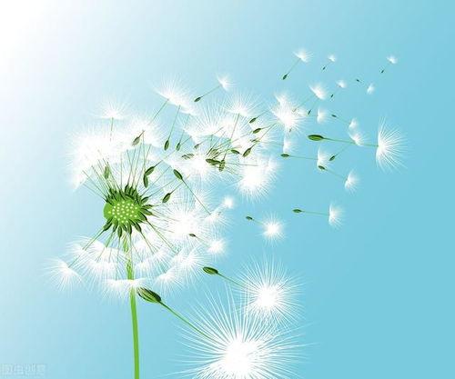 蒲公英的灰尘,探寻自然与生命的奥秘