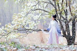 暮暮朝朝梨花落