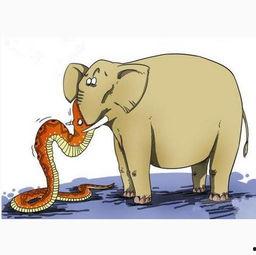 贪心不足蛇吞象,揭秘欲望的无限膨胀与后果